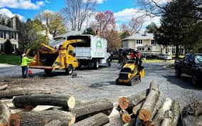 How Our Tree Care Process Works  in  Quitman, TX