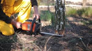 Best Leaf Removal  in Quitman, TX