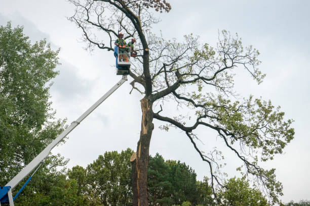 Best Tree Health Inspection  in Quitman, TX