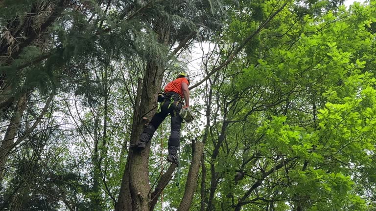Best Tree Maintenance Programs  in Quitman, TX