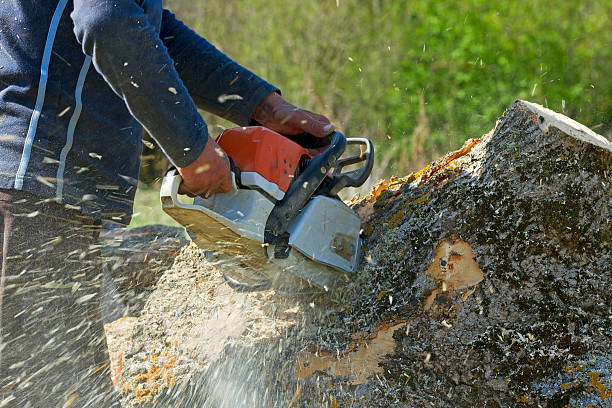 Best Arborist Consultation Services  in Quitman, TX